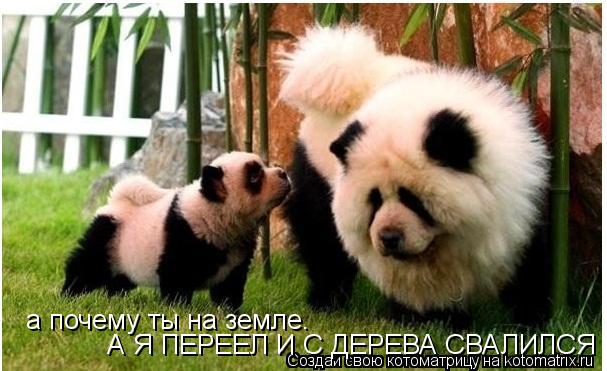 а почему ты на земле. А Я ПЕРЕЕЛ И С ДЕРЕВА СВАЛИЛСЯ... Котоматрица: а почему ты на земле. А Я ПЕРЕЕЛ И С ДЕРЕВА СВАЛИЛСЯ