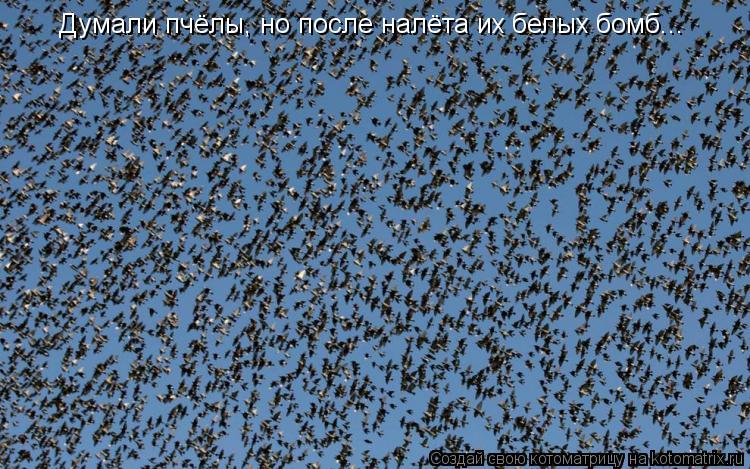 Котоматрица: Думали пчёлы, но после налёта их белых бомб...