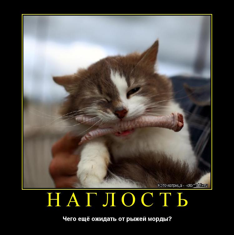 Наглость Чего ещё ожидать от рыжей морды?... Котоматрица: Наглость Чего ещё ожидать от рыжей морды?