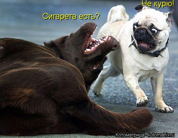 Котоматрица: Сигарета есть? Не курю!