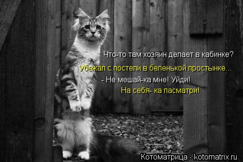 Котоматрица: Что-то там хозяин делает в кабинке? Убежал с постели в беленькой простынке... - Не мешай-ка мне! Уйди! На себя- ка пасматри!