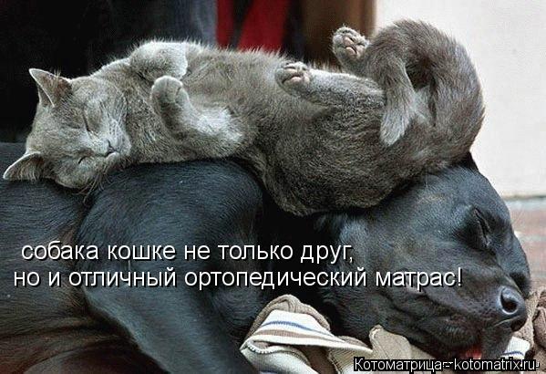 собака кошке не только друг, но и отличный ортопедический матрас!... Котоматрица: собака кошке не только друг, но и отличный ортопедический матрас!