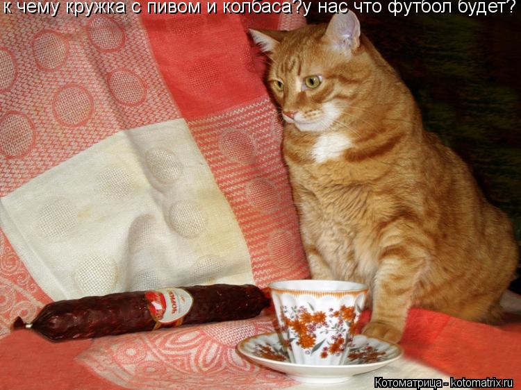 Котоматрица: к чему кружка с пивом и колбаса?у нас что футбол будет?