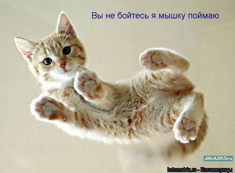 Вы не бойтесь я мышку поймаю... Котоматрица: Вы не бойтесь я мышку поймаю