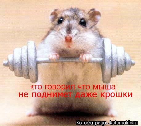 Котоматрица: кто говорил что мыша не поднимет даже крошки