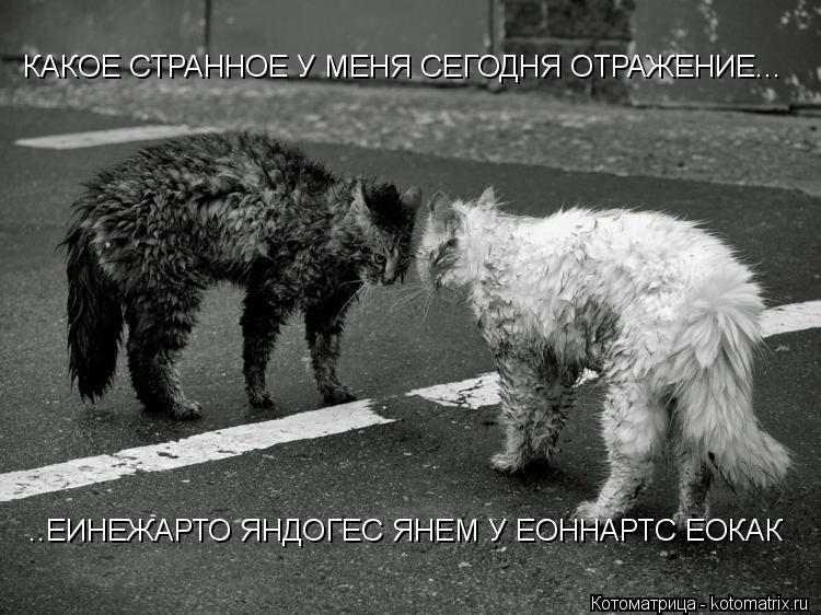 Котоматрица: КАКОЕ СТРАННОЕ У МЕНЯ СЕГОДНЯ ОТРАЖЕНИЕ... ..ЕИНЕЖАРТО ЯНДОГЕС ЯНЕМ У ЕОННАРТС ЕОКАК