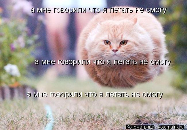 Котоматрица: а мне говорили что я летать не смогу  а мне говорили что я летать не смогу  а мне говорили что я летать не смогу