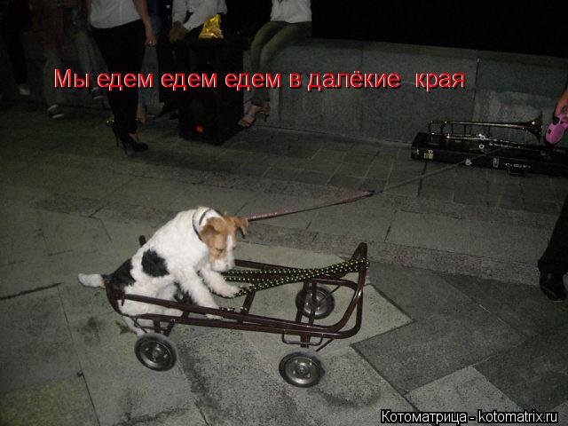 Котоматрица: Мы едем едем едем  Мы едем едем едем в далёкие  края  Мы едем едем едем в далёкие  края