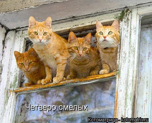 Котоматрица: Четверо смелых