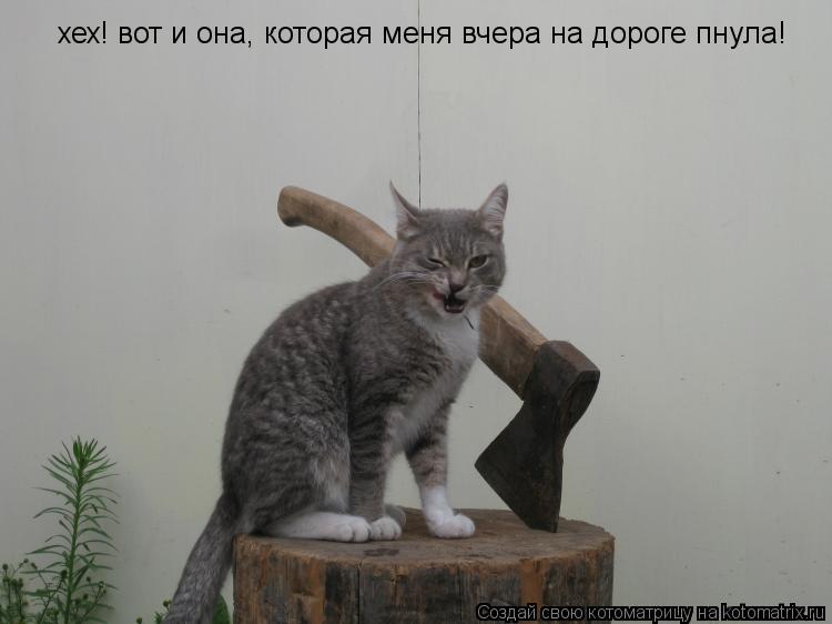 Котоматрица: хех! вот и она, которая меня вчера на дороге пнула!