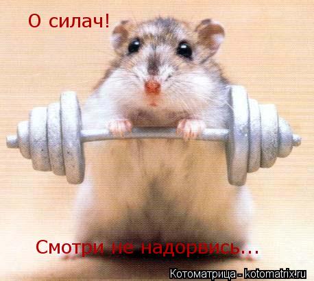 Котоматрица: О силач! О силач! Смотри не надорвись...