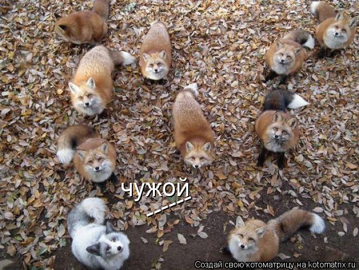 Котоматрица: чужой ------