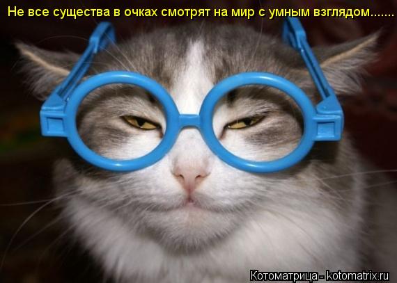 Котоматрица: Не все существа в очках смотрят на мир с умным взглядом.......