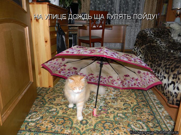 НА УЛИЦЕ ДОЖДЬ ЩА ГУЛЯТЬ ПОЙДУ!... Котоматрица: НА УЛИЦЕ ДОЖДЬ ЩА ГУЛЯТЬ ПОЙДУ!