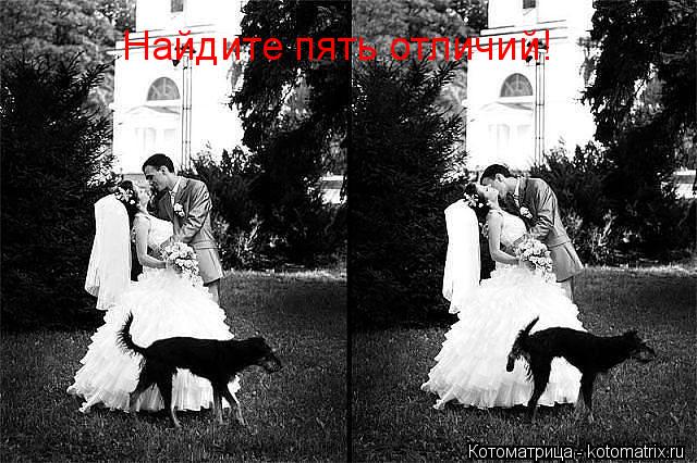 Котоматрица: Найдите пять отличий!