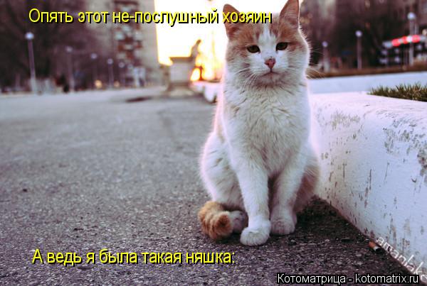 Котоматрица: Опять этот не-послушный хозяин А ведь я была такая няшка: