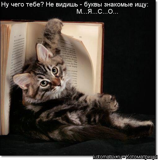 Котоматрица: Ну чего тебе? Не видишь - буквы знакомые ищу: М...Я...С...О...