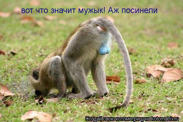 Котоматрица: вот что значит мужык! Аж посинели