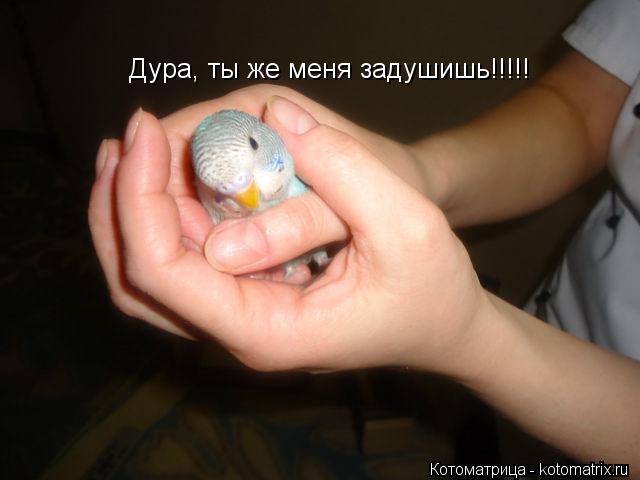 Котоматрица: Дура, ты же меня задушишь!!!!!