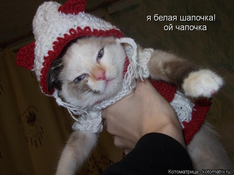 я белая шапочка! ой чапочка... Котоматрица: я белая шапочка! ой чапочка