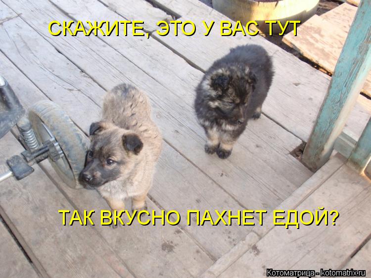 Котоматрица: СКАЖИТЕ, ЭТО У ВАС ТУТ  ТАК ВКУСНО ПАХНЕТ ЕДОЙ?