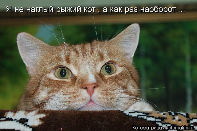 Котоматрица: Я не наглый рыжий кот , а как раз наоборот ...