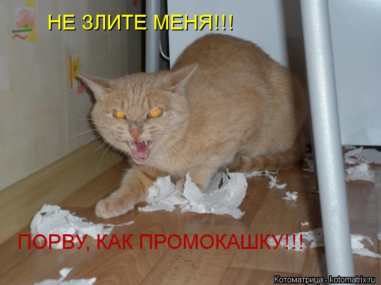 Котоматрица: НЕ ЗЛИТЕ МЕНЯ!!! ПОРВУ, КАК ПРОМОКАШКУ!!!