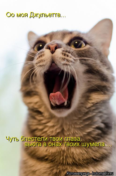 Котоматрица: Оо моя Джульетта... Чуть блестели твои глаза,  вьюга в онах твоих шумела....
