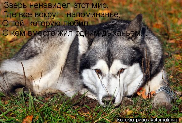 Котоматрица: Зверь ненавидел этот мир, Где все вокруг – напоминанье, О той, которую любил, С кем вместе жил одним дыханьем...
