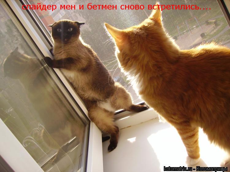 Котоматрица: спайдер мен и бетмен сново встретились....