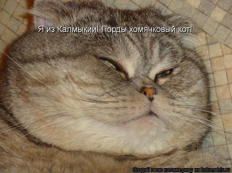 Котоматрица: Я из Калмыкии! Порды хомячковый кот!