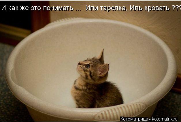 Котоматрица: И как же это понимать ...  Или тарелка, Иль кровать ???