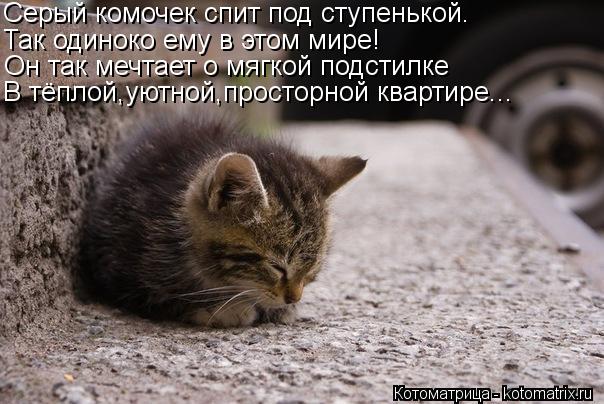 Котоматрица: Серый комочек спит под ступенькой. Так одиноко ему в этом мире! Он так мечтает о мягкой подстилке В тёплой,уютной,просторной квартире...