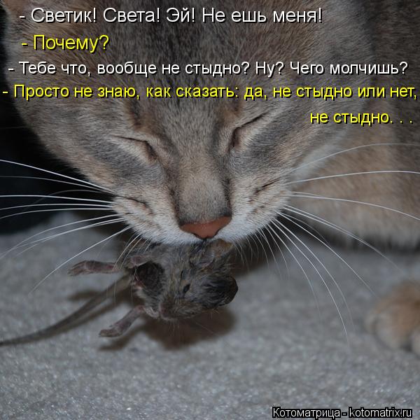 Котоматрица: - Светик! Света! Эй! Не ешь меня! - Почему? - Тебе что, вообще не стыдно? Ну? Чего молчишь? - Просто не знаю, как сказать: да, не стыдно или нет,  не с