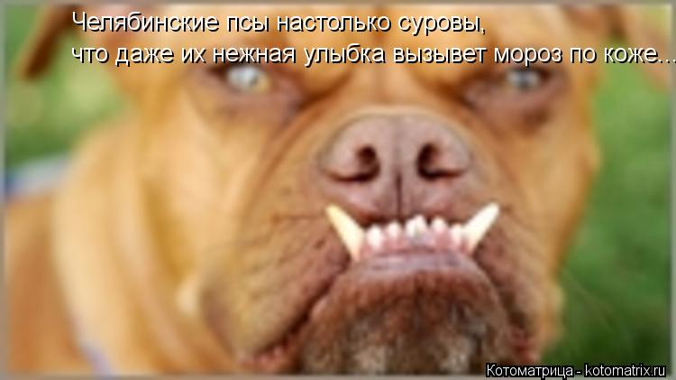 Челябинские псы настолько суровы, что даже их нежная улыбка вызывет мороз по коже...... Котоматрица: Челябинские псы настолько суровы, что даже их нежная улыбка вызывет мороз по коже...