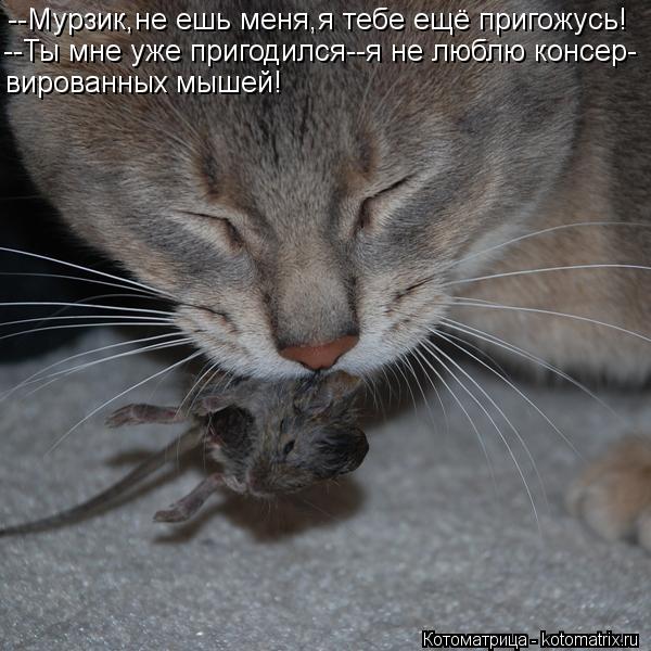 Котоматрица: --Мурзик,не ешь меня,я тебе ещё пригожусь! --Ты мне уже пригодился--я не люблю консер- вированных мышей!