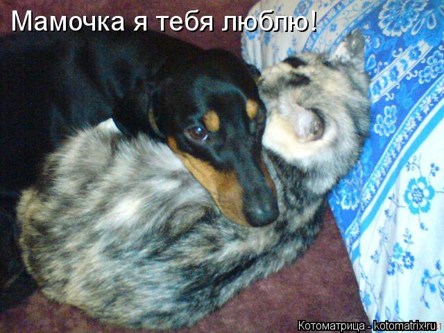 Котоматрица: Мамочка я тебя люблю!