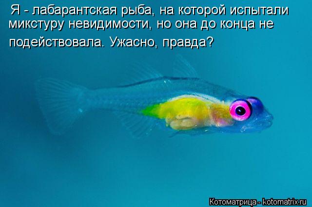 Я - лабарантская рыба, на которой испытали микстуру невидимости, но она до конца не подействовала. Уж... Котоматрица: Я - лабарантская рыба, на которой испытали микстуру невидимости, но она до конца не подействовала. Ужасно, правда?