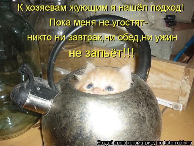 К хозяевам жующим я нашёл подход! Пока меня не угостят- никто ни завтрак,ни обед,ни ужин не запьёт!!... Котоматрица: К хозяевам жующим я нашёл подход! Пока меня не угостят- никто ни завтрак,ни обед,ни ужин не запьёт!!!