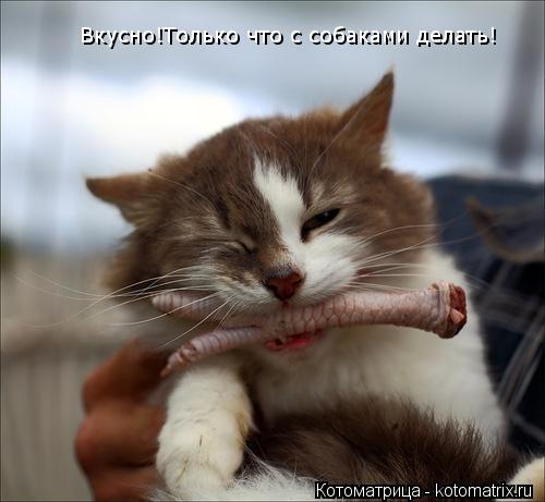 Вкусно!Только что с собаками делать! Вкусно!Только что с собаками делать!... Котоматрица: Вкусно!Только что с собаками делать! Вкусно!Только что с собаками делать!