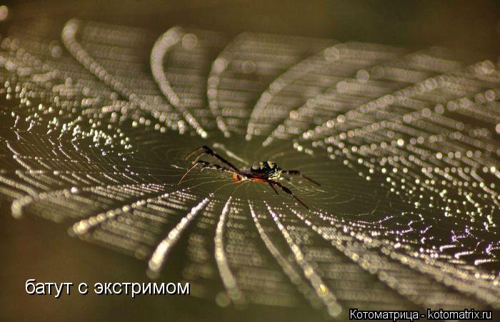батут с экстримом... Котоматрица: батут с экстримом