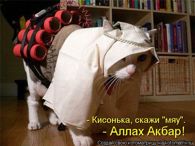 Котоматрица: - Аллах Акбар! - Теперь посмотри в камеру и мило улыбнись. - Кисонька, скажи "мяу".