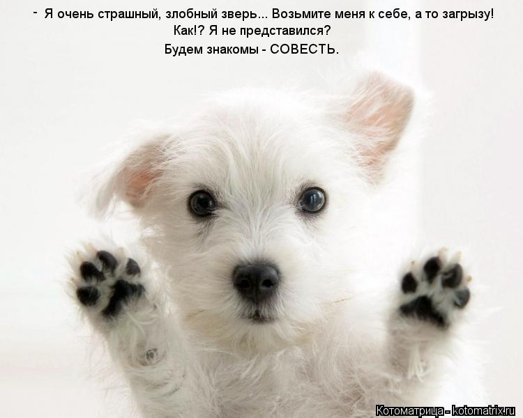 Котоматрица: Я очень страшный, злобный зверь... Возьмите меня к себе, а то загрызу! Как!? Я не представился? Будем знакомы - СОВЕСТЬ. -
