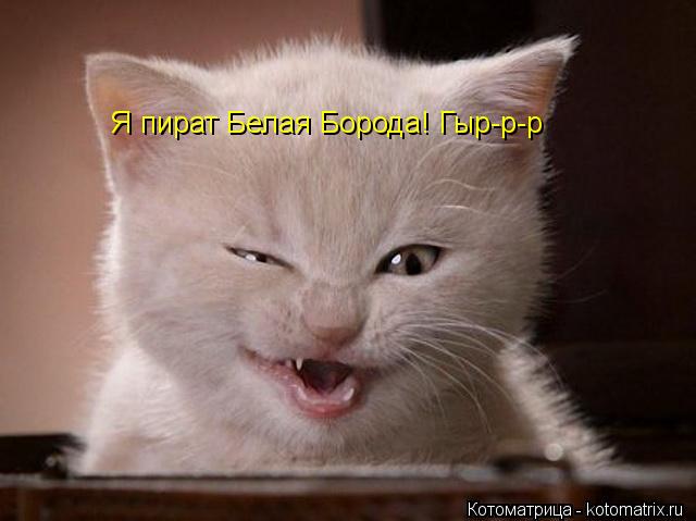 Котоматрица: Я пират Белая Борода! Гыр-р-р