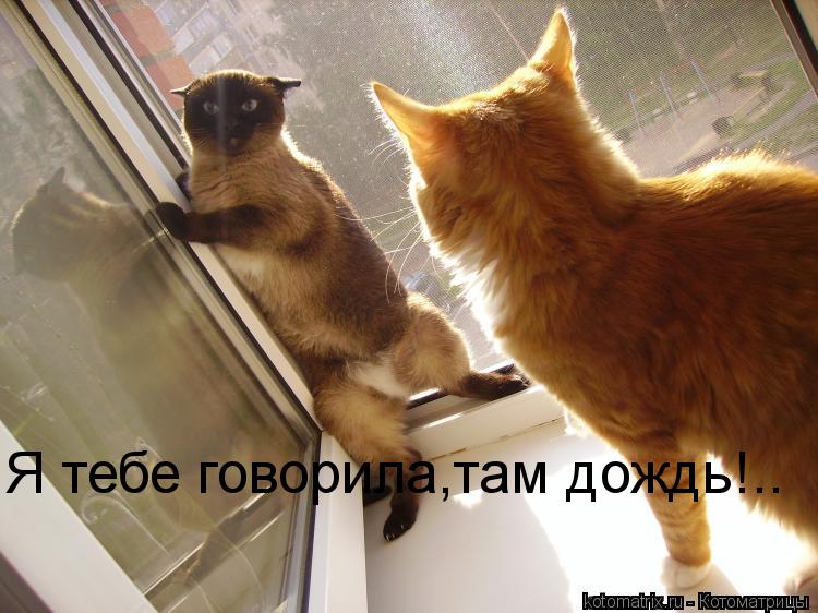 Я тебе говорила,там дождь!..... Котоматрица: Я тебе говорила,там дождь!..