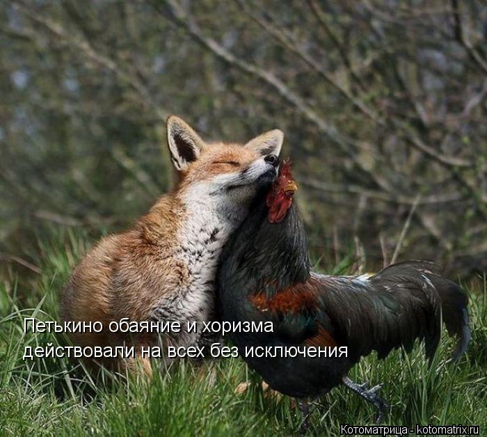 Котоматрица: действовали на всех без исключения  Петькино обаяние и хоризма