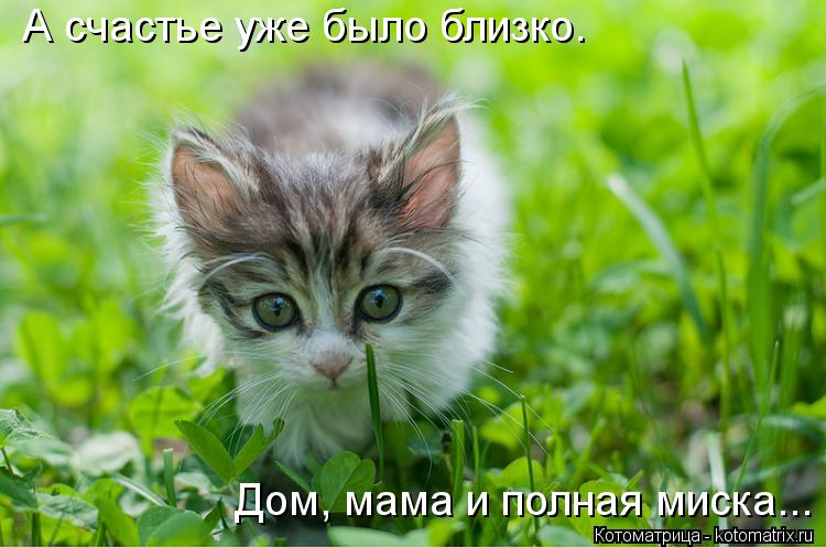 Котоматрица: А счастье уже было близко. Дом, мама и полная миска...
