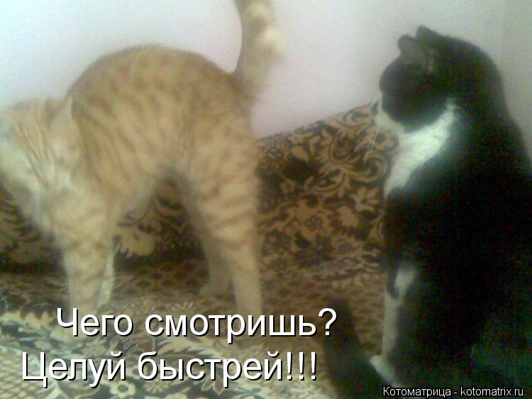 Котоматрица: Целуй быстрей!!! Чего смотришь?