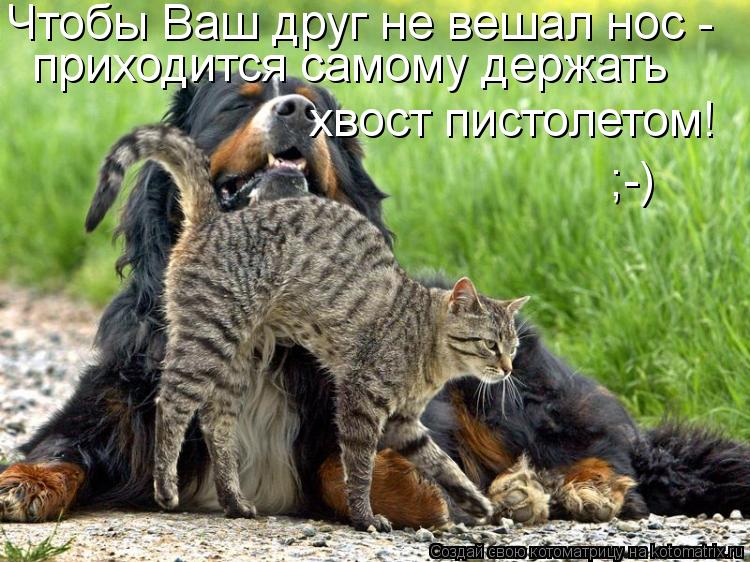 Котоматрица: Чтобы Ваш друг не вешал нос -  приходится самому держать  хвост пистолетом! ;-)