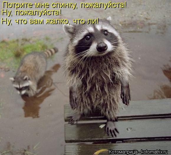 Потрите мне спинку, пожалуйста! Ну, пожалуйста! Ну, что вам жалко, что ли!... Котоматрица: Потрите мне спинку, пожалуйста! Ну, пожалуйста! Ну, что вам жалко, что ли!